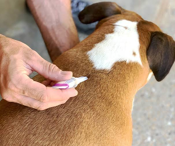 Professional flea and tick treatment for a Baltimore property