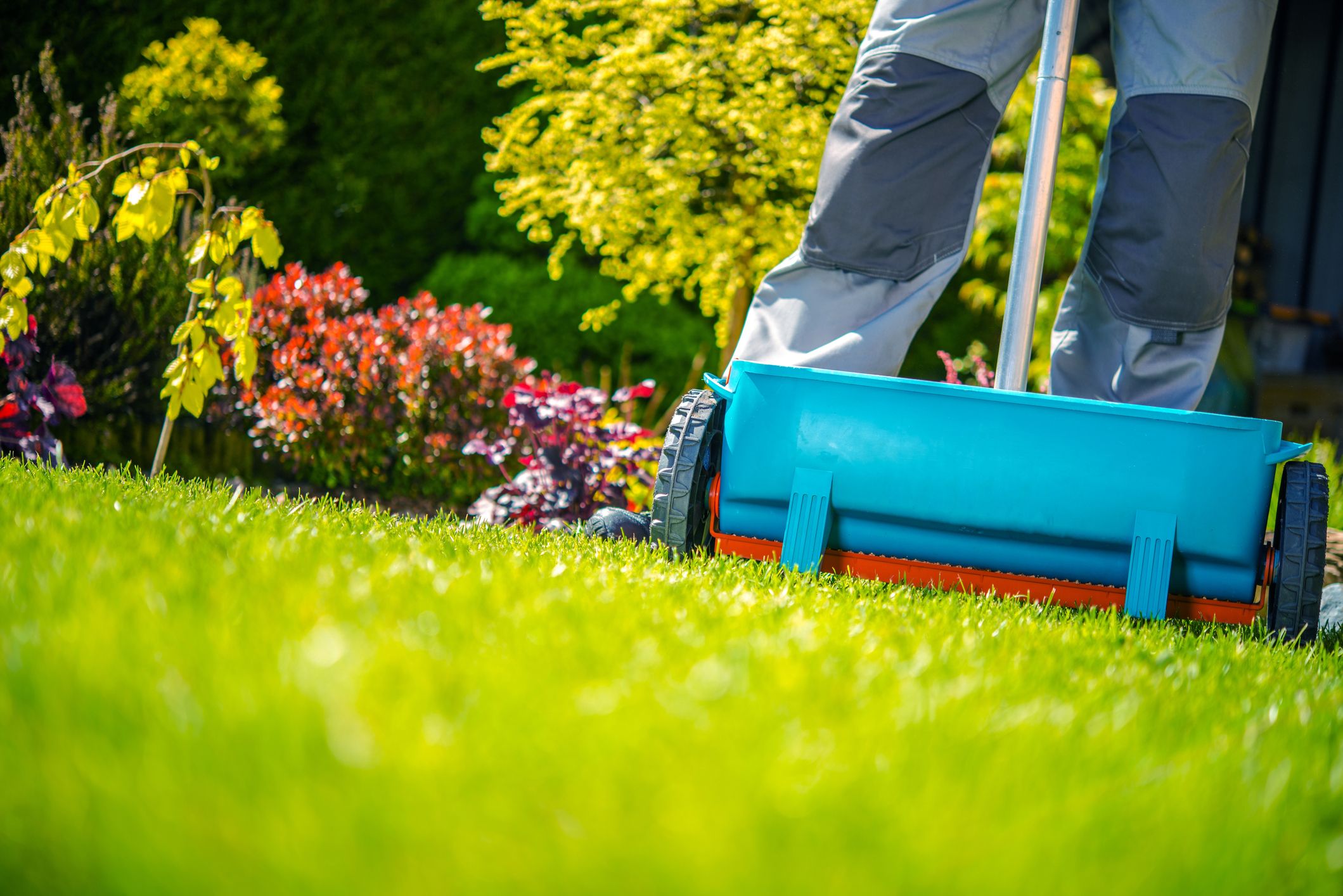 Healthy green lawn after fertilization treatment
