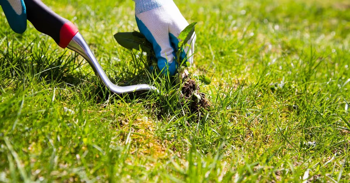 Clean lawn treated for weeds